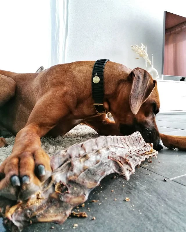 Friandise De Mastication Pour Chien - Ribs XXL De Cerf - Paul & Paulina – Image 2