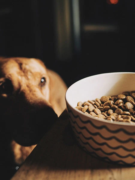 Gamelle En Bambou Pour Chien Et Chat - Vagues â Image 2