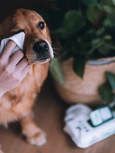 80 Lingettes Lavantes Pour Chien - Compostables - Noix De Coco đ„„ â Image 4