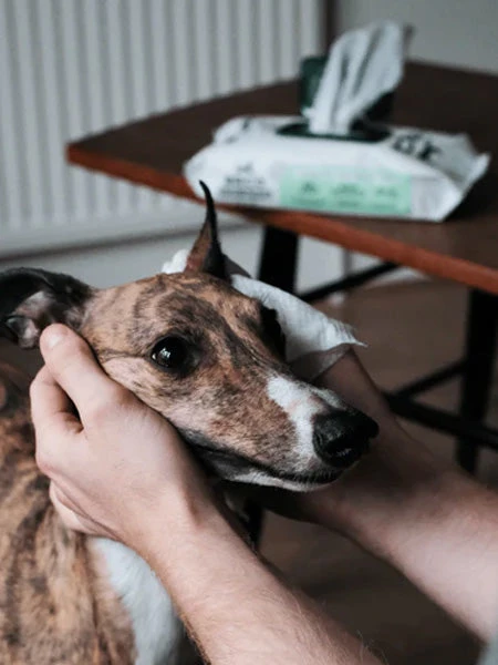 80 Lingettes Lavantes Pour Chien - Compostables - Sans Parfum â Image 3