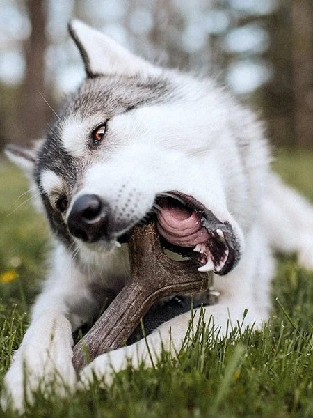 Jouet à Mâcher Pour Chien - Bacon Stick 🥓 - Benebone – Image 3