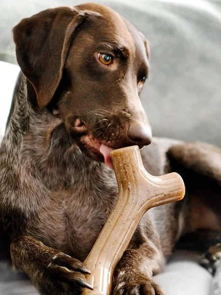 Jouet à Mâcher Pour Chien - Bacon Stick 🥓 - Benebone – Image 5