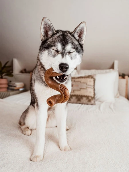 Jouet à Mâcher Et à Remplir Pour Chien - Tripebone Au Boeuf - Benebone – Image 2