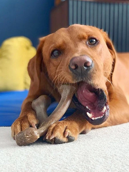 Jouet à Mâcher Pour Chien - Wishbone - Saveur Beurre De Cacahuète 🥜 - Benebone – Image 3