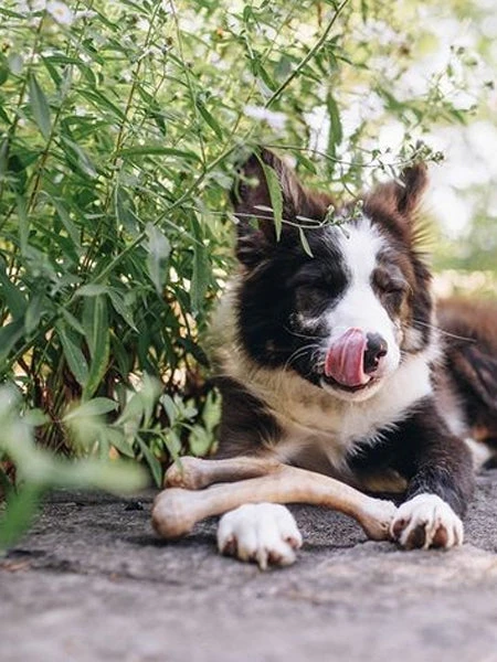 Jouet à Mâcher Pour Chien - Wishbone - Saveur Beurre De Cacahuète 🥜 - Benebone – Image 2