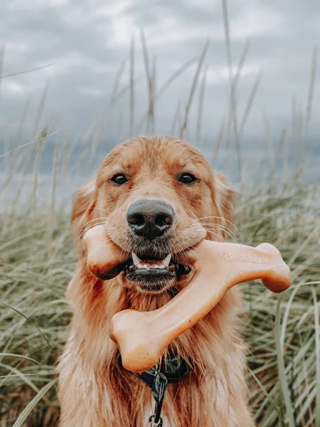 Jouet à Mâcher Pour Chien - Wishbone - Saveur Poulet 🐔 - Benebone – Image 2