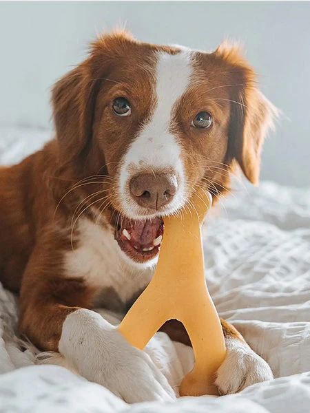 Jouet à Mâcher Pour Chien - Wishbone - Saveur Poulet 🐔 - Benebone – Image 4