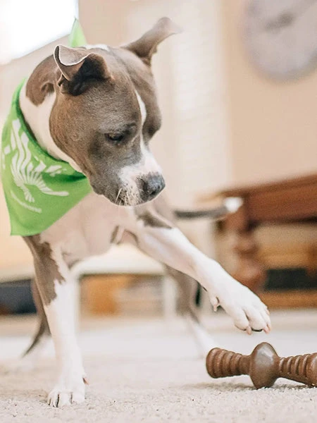 Jouet à Mâcher Pour Chien - Zaggler - Saveur Beurre De Cacahuète 🥜 - Benebone – Image 2