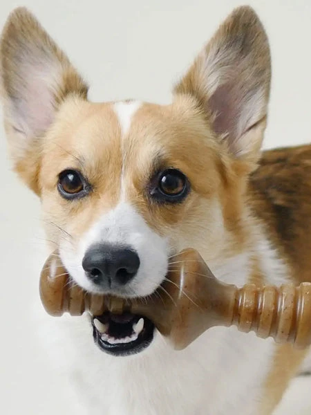 Jouet à Mâcher Pour Chien - Zaggler - Saveur Beurre De Cacahuète 🥜 - Benebone – Image 4