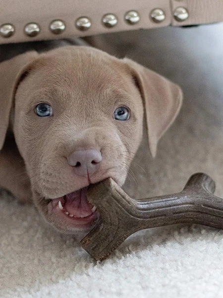 Jouet à Mâcher Pour Chiot - Puppy Maplestick 🪵🍁 - Benebone – Image 3