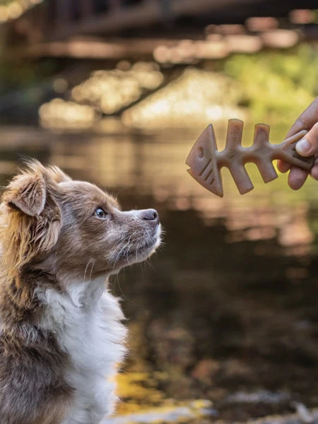 Pack De 2 Jouets à Mâcher Pour Chiot - Fishbone Au Saumon 🐟 - Benebone – Image 2