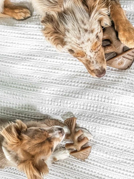 Pack De 2 Jouets à Mâcher Pour Chiot - Fishbone Au Saumon 🐟 - Benebone – Image 3