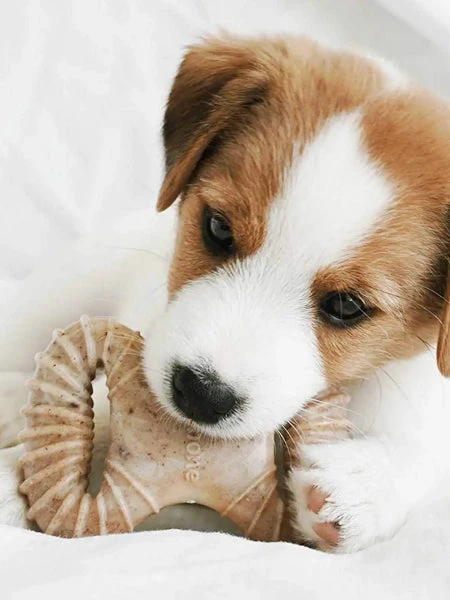 Pack De 2 Jouets à Mâcher Pour Chiot - Dental Chew / Wishbone Bacon 🥓 - Benebone – Image 3