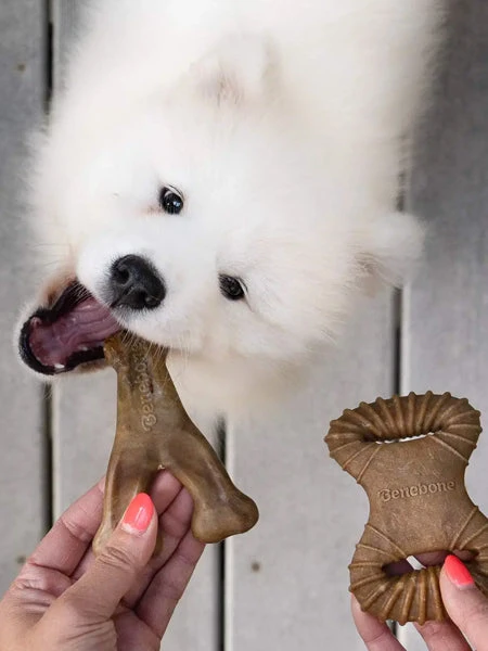 Pack De 2 Jouets à Mâcher Pour Petit Chien - Dental Chew / Wishbone Bacon 🥓 - Benebone – Image 2