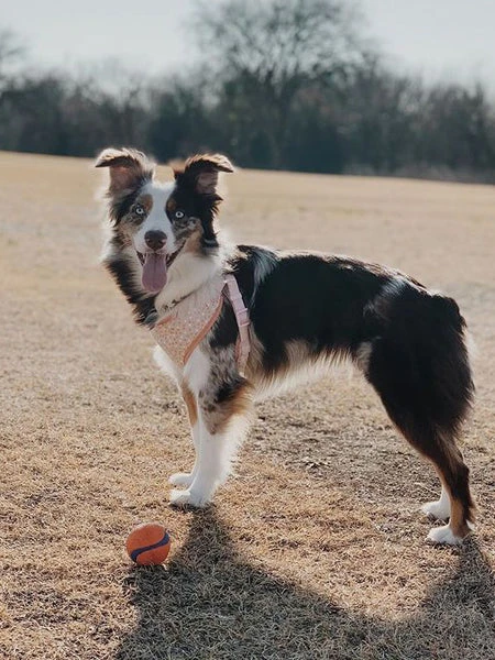 Lot De 2 Balles Pour Chien En Caoutchouc - The Whistler - Chuck It! - Taille M – Image 3