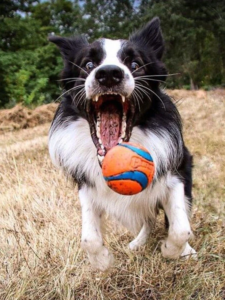 Lanceur De Balles Fetch & Fold Pour Chien - Chuck It – Image 3