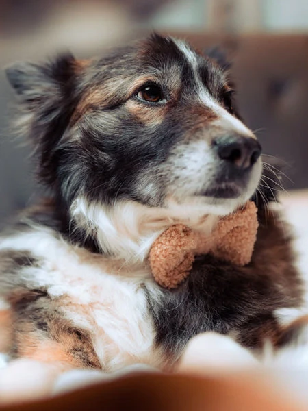 NĆud Papillon Teddy Beige - Rupert - Cocopup London