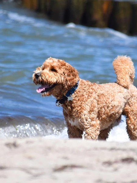 Collier Bleu Pour Chien - Urban Explorer - DOG Copenhagen – Image 9