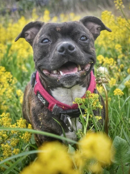 Collier Rose Pour Chien - Urban Explorer - DOG Copenhagen – Image 2