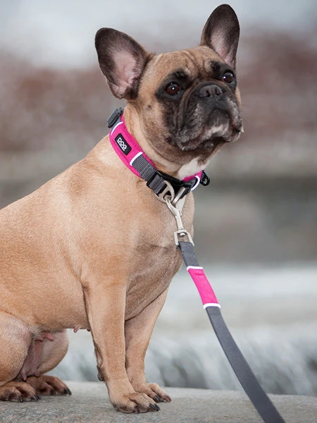 Collier Rose Pour Chien - Urban Explorer - DOG Copenhagen – Image 4