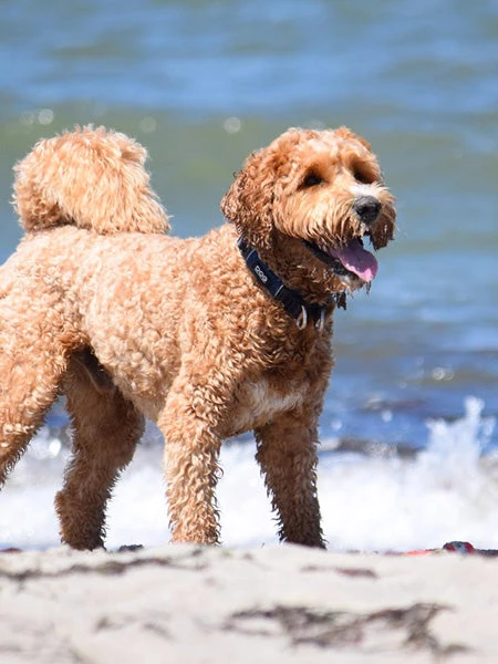 Collier Bleu Pour Chien - Urban Explorer - DOG Copenhagen – Image 10
