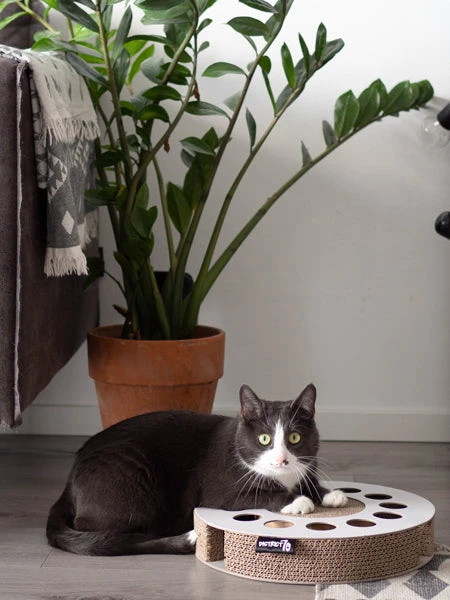 Griffoir En Carton Pour Chat - Rond – Image 2