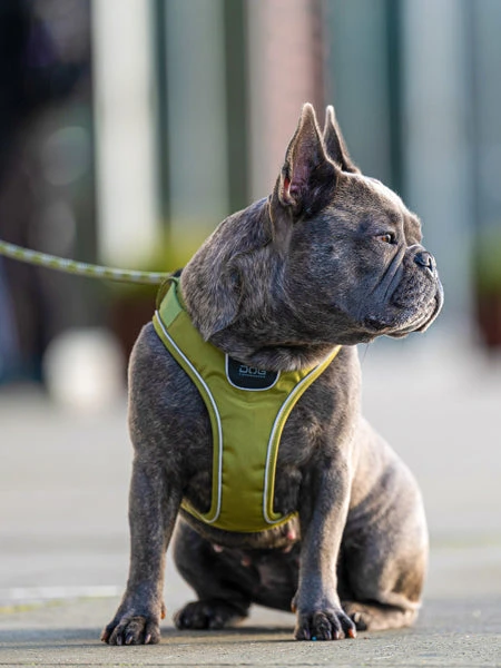 Harnais Vert Pour Chien - Comfort Walk Go - DOG Copenhagen (Nouveau) – Image 3