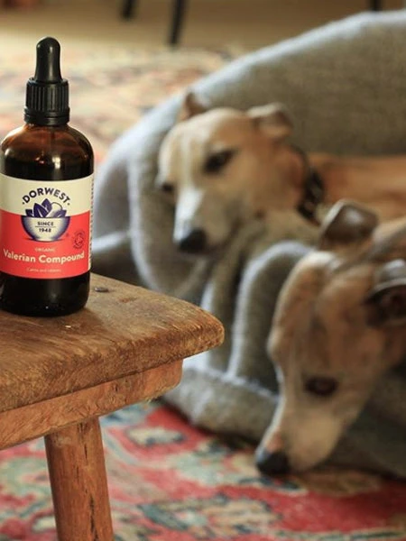 Gouttes De Valériane Dorwest - Anti-stress Pour Chien Et Chat – Image 2