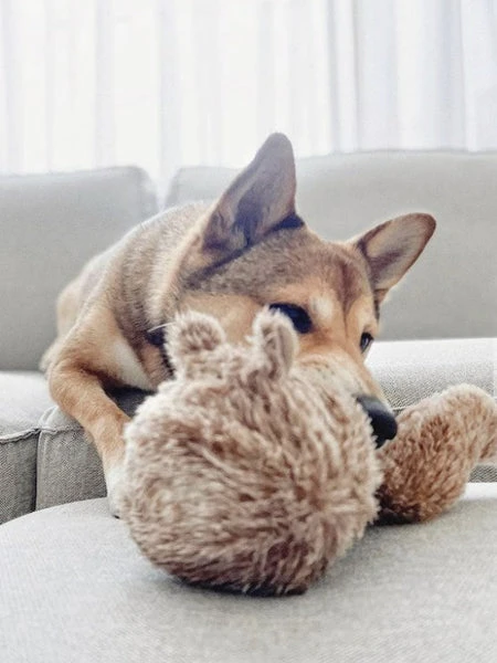 Jouet Design En Forme De Balle - Squirrel POP – Image 3