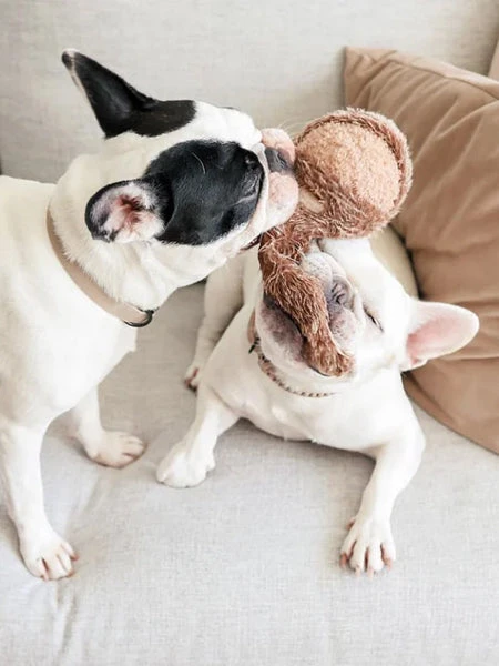 Jouet Design En Forme De Balle - Squirrel POP – Image 2