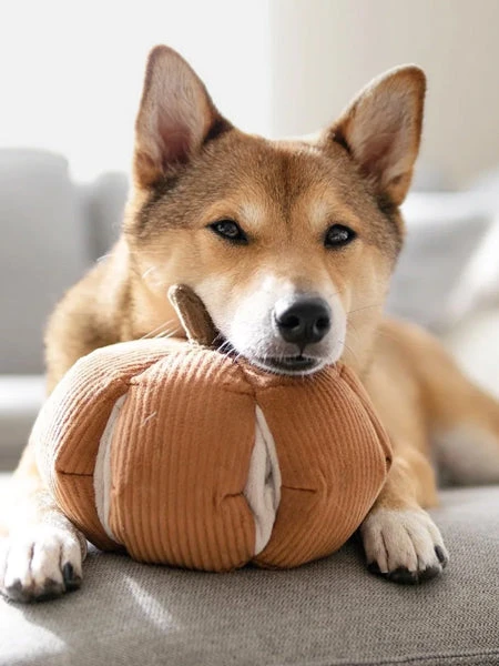 Jouet Interactif Pour Chien - Cinderella Nosework â Image 2