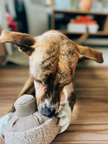 Jouet Interactif Pour Chien - Mushroom Nosework â Image 4