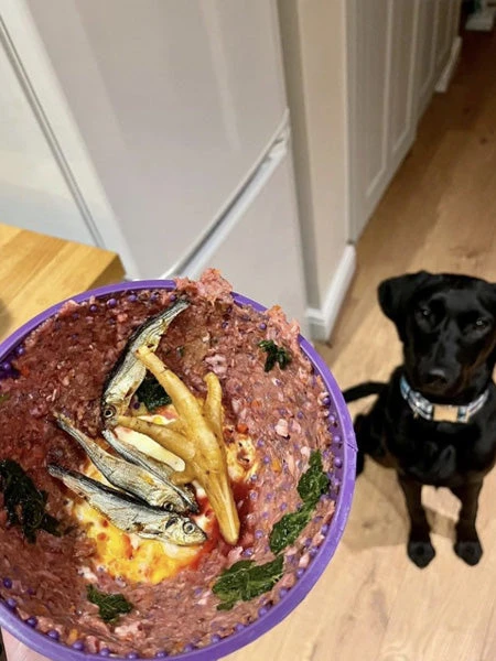 Bol D'enrichissement Et De Léchage LickiMat Wobble - Violet – Image 5