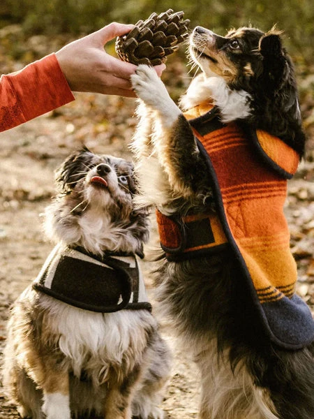 Jouet Occupation Pour Chien - Pomme De Pin - Loblola – Image 2