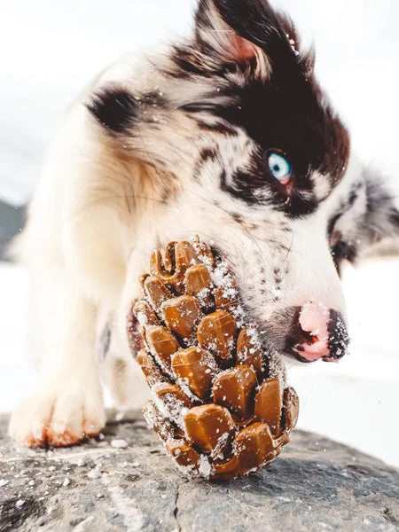 Jouet Occupation Pour Chien - Pomme De Pin - Loblola – Image 4
