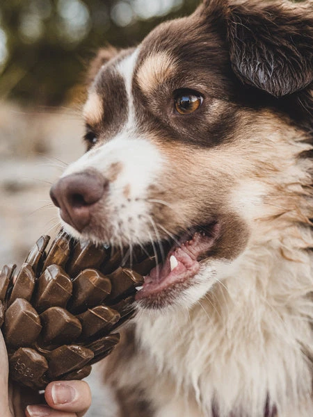 Jouet Occupation Pour Chien - Pomme De Pin - Loblola – Image 3