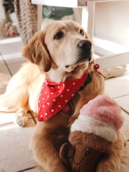 Peluche Toute Douce Pour Chien - Cornet De Glace 🍦 - Nandog – Image 2