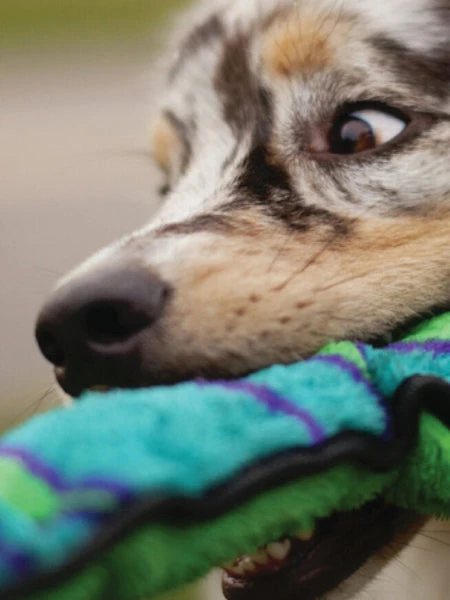 Peluche RĂ©sistante Pour Chien - Invicibles Snake Taille L - Outward Hound â Image 2