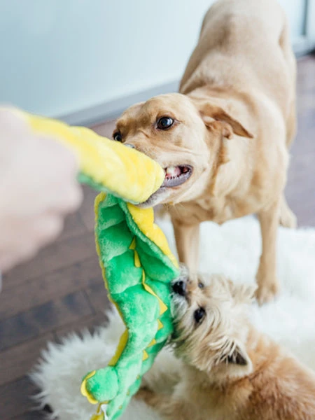 Outward Hound Jouet En Peluche Pour Chien - Matz Gator XL - 16 Squeakers – Image 4