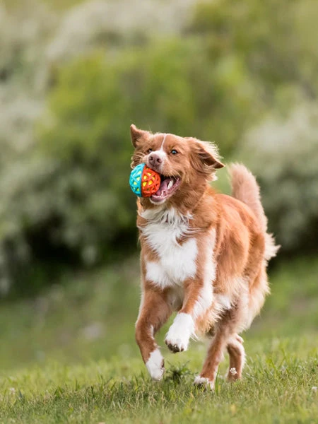 Balle Pour Chien Go-Go Astro Ball - Flare - Pet PLAY â Image 2