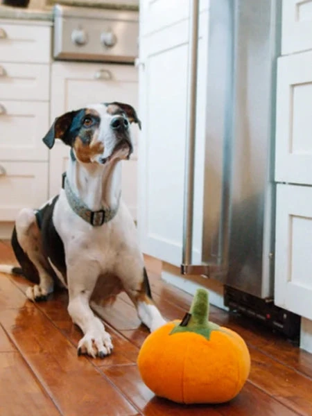 Jouet En Peluche Pour Chien - Citrouille đ - Pet PLAY â Image 2