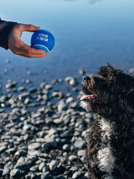 Lot De 4 Balles De Tennis Pour Chien - Pet PLAY – Image 4