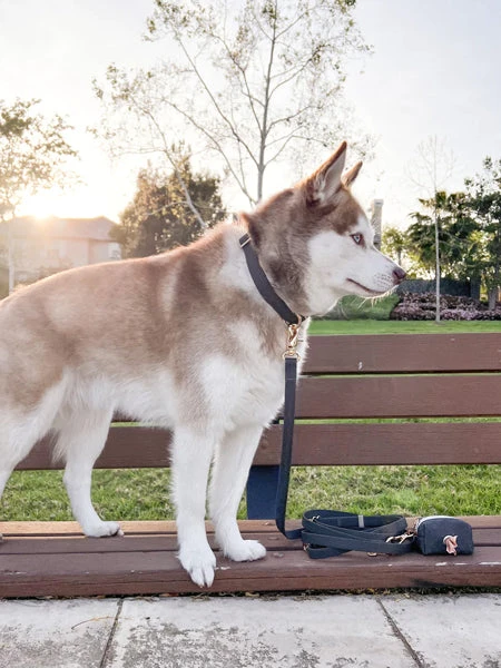 Collier Waterproof Cloud Pour Chien - Noir - Shop Sunny Tails