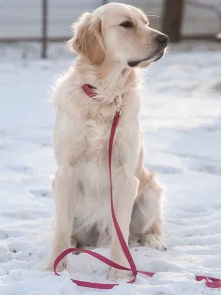 Laisse Waterproof Cloud Pour Chien - Mûre - Shop Sunny Tails – Image 3