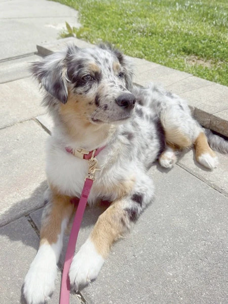 Laisse Waterproof Cloud Pour Chien - Mûre - Shop Sunny Tails – Image 2