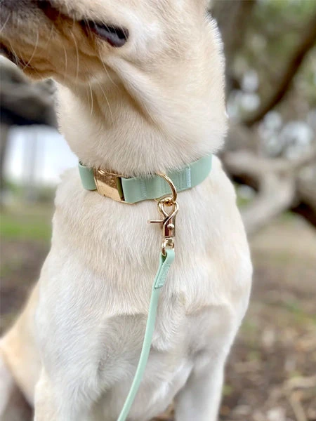 Laisse Waterproof Cloud Pour Chien - Pistache - Shop Sunny Tails â Image 3