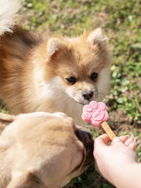 Moule à Glaces Pour Chiot Et Petit Chien - Taille XS - Smoofl – Image 2