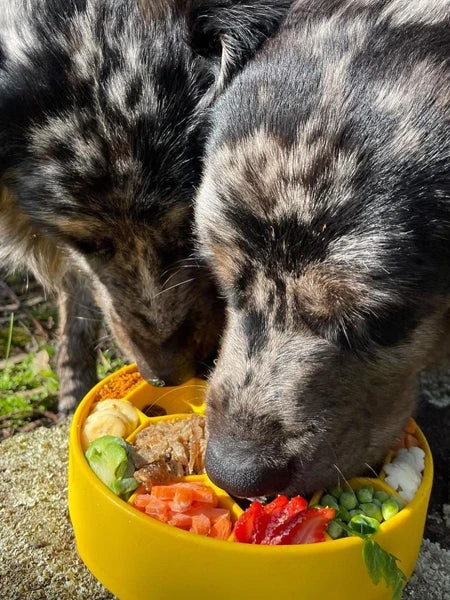 Gamelle D'enrichissement - Ruche - SodaPup – Image 2