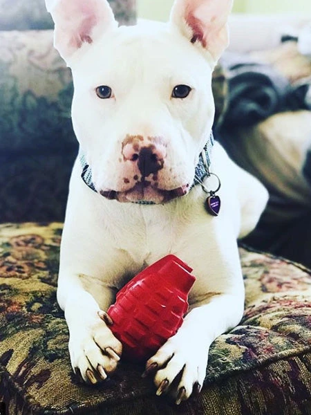 Jouet Occupation Pour Chien - Grenade - SodaPup â Image 7