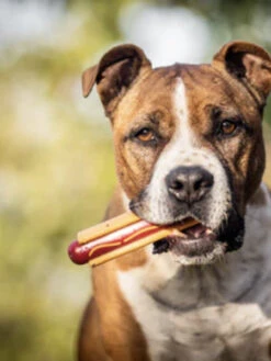 Jouet à Mâcher - Hot Dog - SodaPup